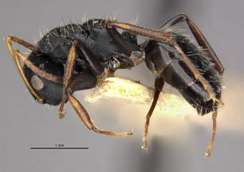 Media type: image;   Entomology 21624 Aspect: habitus lateral view